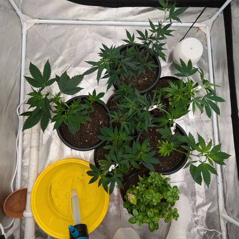 🍌Banana Runtz  growlog timeline photo