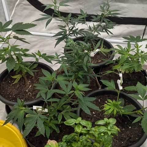 🍌Banana Runtz  growlog timeline photo