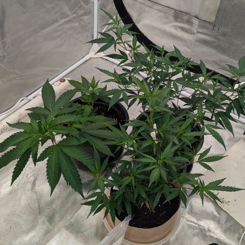 🍌Banana Runtz  growlog timeline photo
