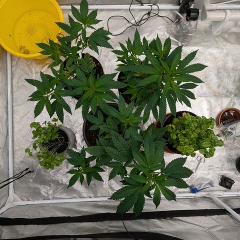 🍌Banana Runtz  growlog timeline photo