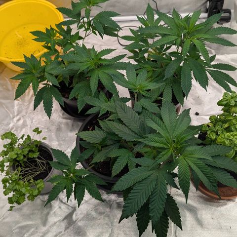 🍌Banana Runtz  growlog timeline photo