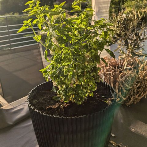 🍌Banana Runtz  growlog timeline photo