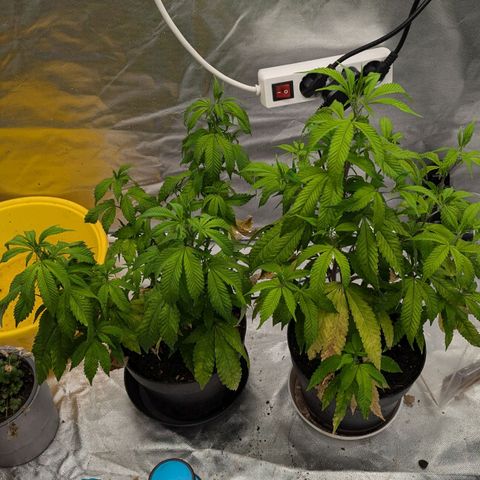 🍌Banana Runtz  growlog timeline photo