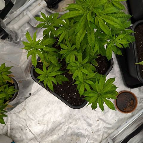 🍌Banana Runtz  growlog timeline photo