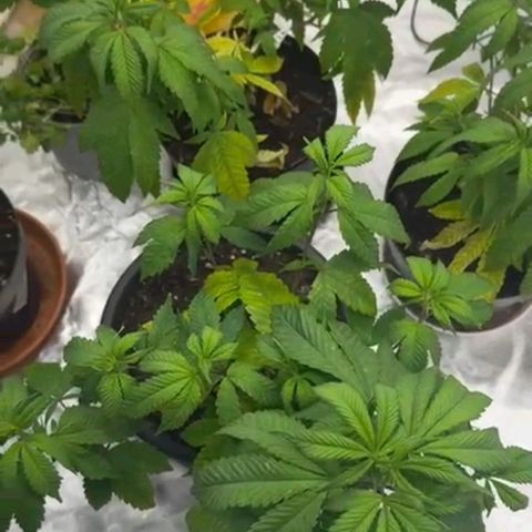 🍌Banana Runtz  growlog timeline photo