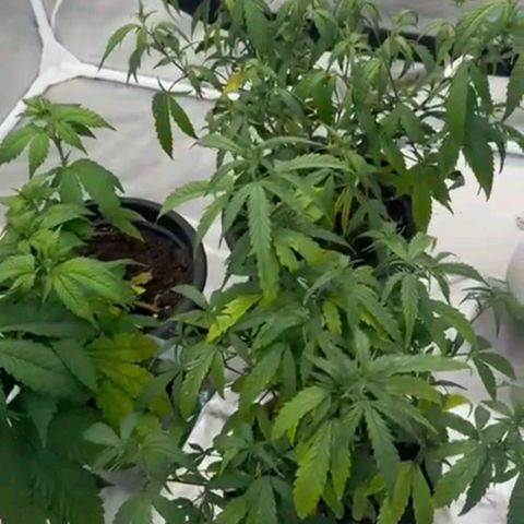 🍌Banana Runtz  growlog timeline photo