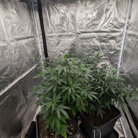 🍌Banana Runtz  growlog timeline photo