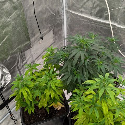 🍌Banana Runtz  growlog timeline photo