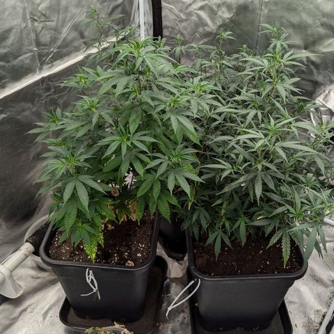 🍌Banana Runtz  growlog timeline photo