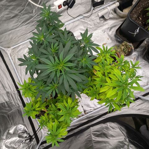 🍌Banana Runtz  growlog timeline photo