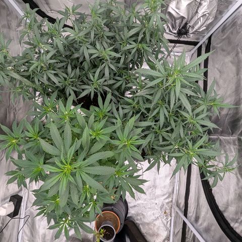 🍌Banana Runtz  growlog timeline photo