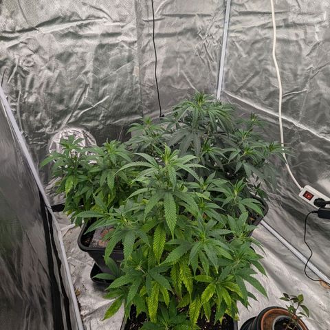 🍌Banana Runtz  growlog timeline photo