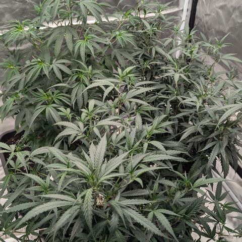 🍌Banana Runtz  growlog timeline photo