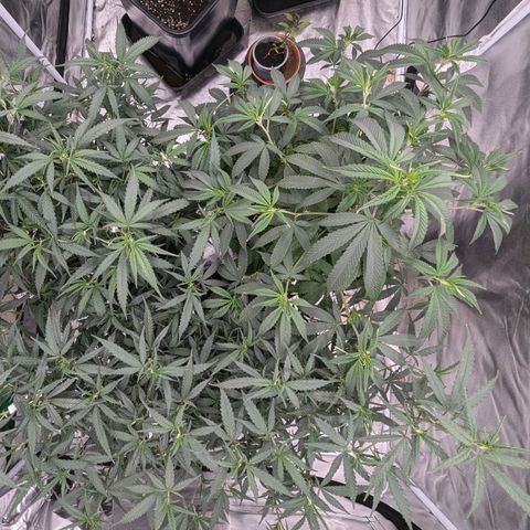 🍌Banana Runtz  growlog timeline photo