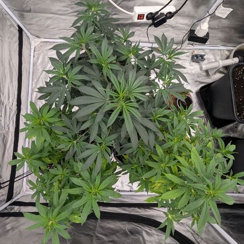 🍌Banana Runtz  growlog timeline photo
