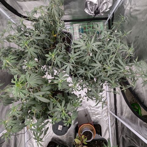 🍌Banana Runtz  growlog timeline photo