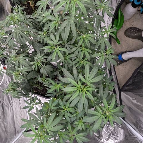 🍌Banana Runtz  growlog timeline photo