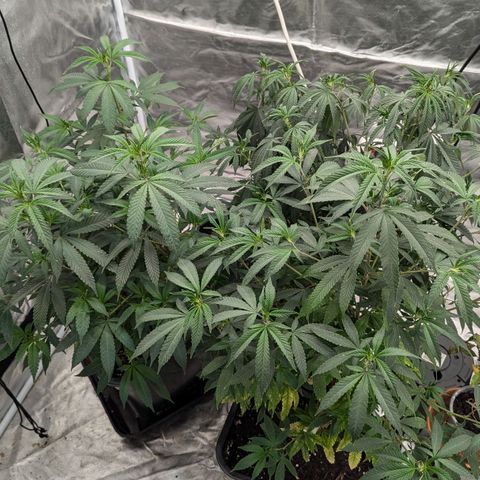 🍌Banana Runtz  growlog timeline photo