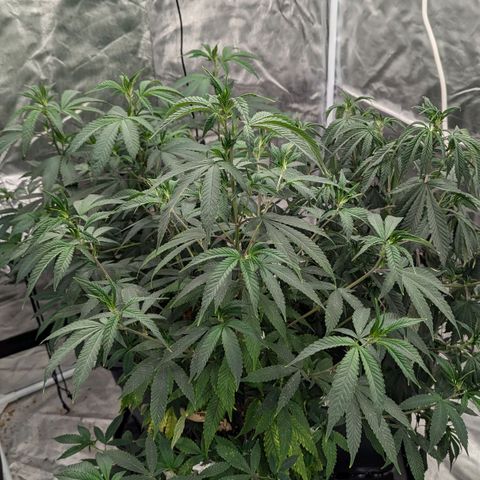 🍌Banana Runtz  growlog timeline photo