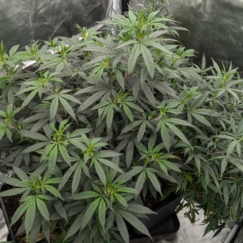 🍌Banana Runtz  growlog timeline photo