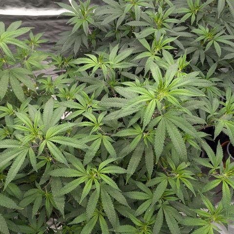 🍌Banana Runtz  growlog timeline photo