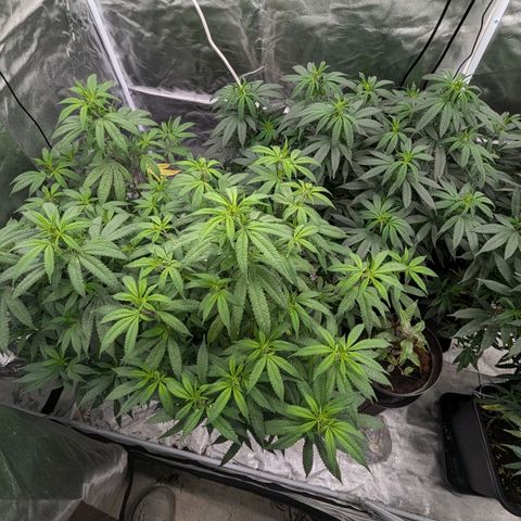 🍌Banana Runtz  growlog timeline photo