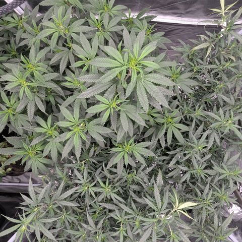 🍌Banana Runtz  growlog timeline photo