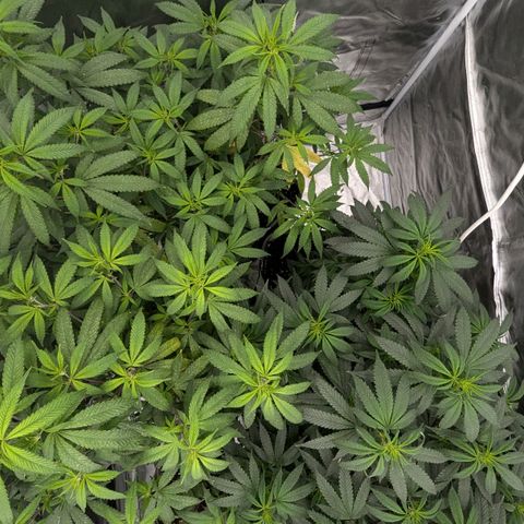 🍌Banana Runtz  growlog timeline photo