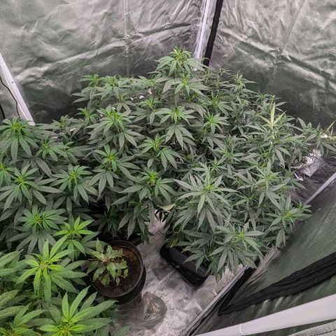 🍌Banana Runtz  growlog timeline photo
