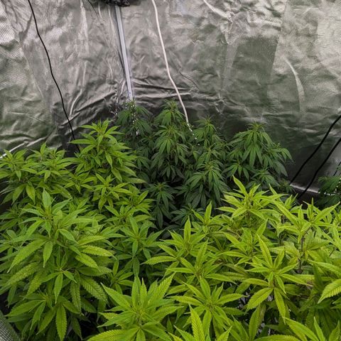 🍌Banana Runtz  growlog timeline photo