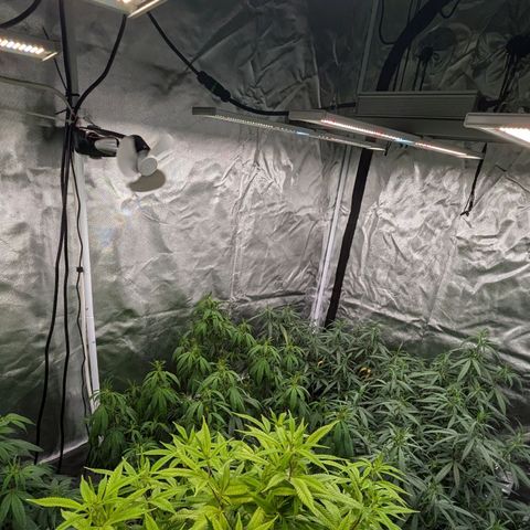 🍌Banana Runtz  growlog timeline photo