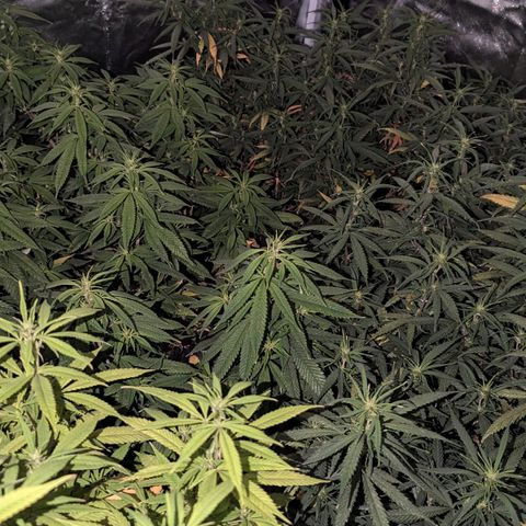 🍌Banana Runtz  growlog timeline photo