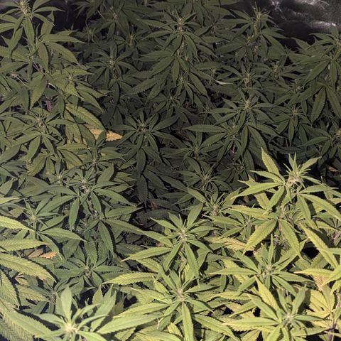 🍌Banana Runtz  growlog timeline photo