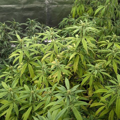 🍌Banana Runtz  growlog timeline photo