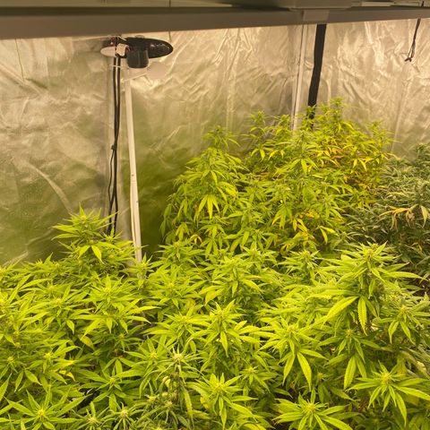 🍌Banana Runtz  growlog timeline photo