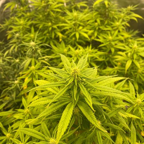 🍌Banana Runtz  growlog timeline photo