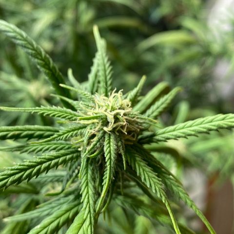 🍌Banana Runtz  growlog timeline photo