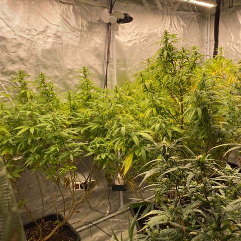 🍌Banana Runtz  growlog timeline photo