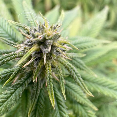 🍌Banana Runtz  growlog timeline photo
