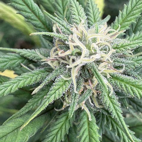 🍌Banana Runtz  growlog timeline photo