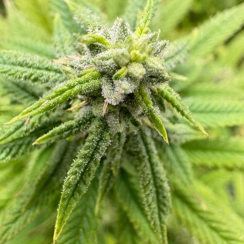 🍌Banana Runtz  growlog timeline photo
