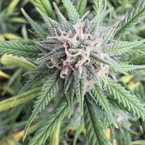🍌Banana Runtz  growlog timeline photo