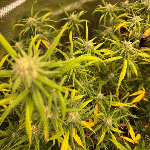 🍌Banana Runtz  growlog timeline photo
