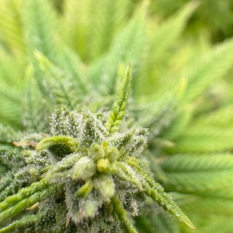 🍌Banana Runtz  growlog timeline photo