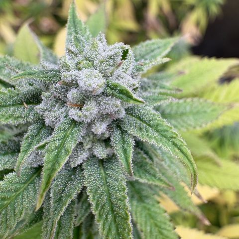 🍌Banana Runtz  growlog timeline photo