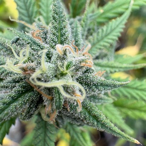 🍌Banana Runtz  growlog timeline photo