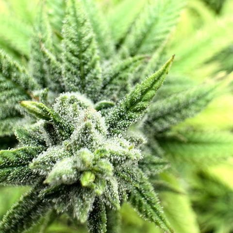 🍌Banana Runtz  growlog timeline photo