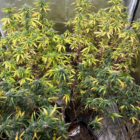 🍌Banana Runtz  growlog timeline photo