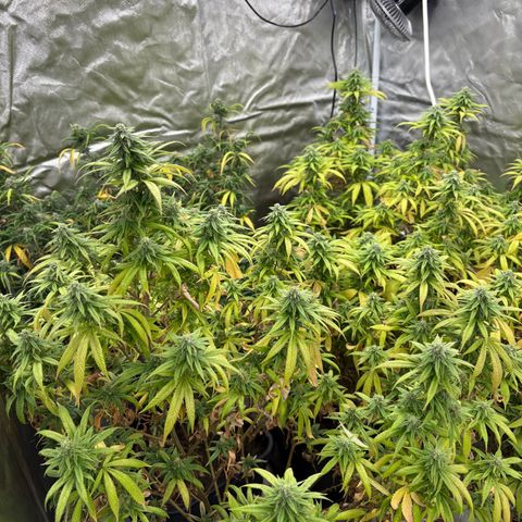 🍌Banana Runtz  growlog timeline photo