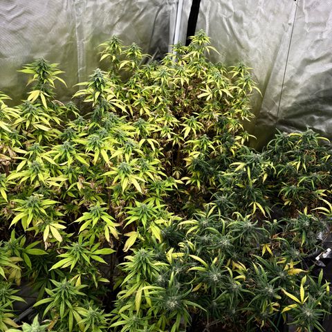 🍌Banana Runtz  growlog timeline photo